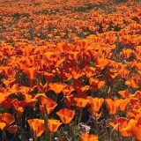 Kada saditi rasad za rasad